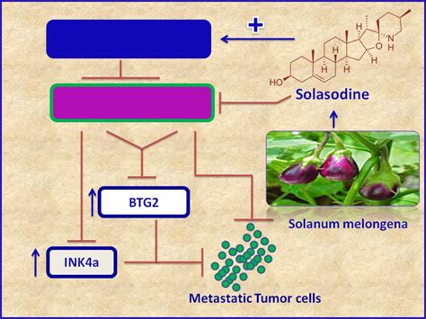 Natural Product Derived Therapy For Metastatic Cancers Solasodine