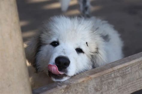 Where to Find Great Pyrenees Puppies for Sale - Dogable