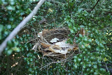 Fanatic Cook: Catbird Nest Vs. Cardinal Nest