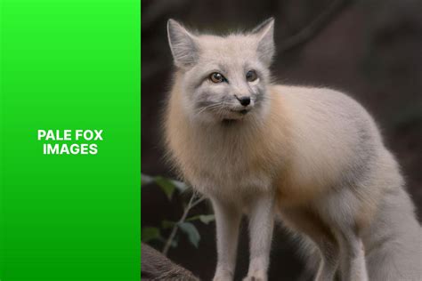 Captivating Pale Fox Images: Rare and stunning photographs of pale foxes in their natural ...