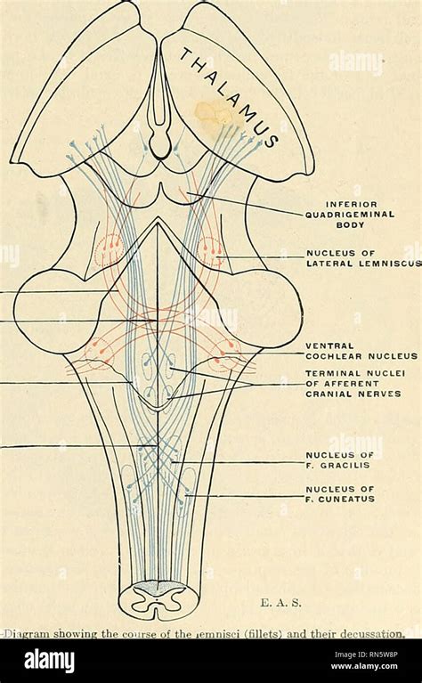 Medulla Oblongata Pyramids