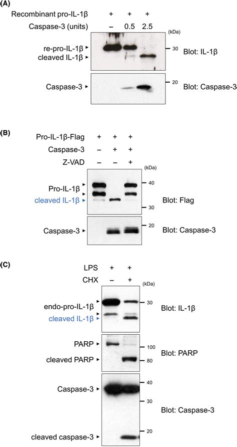 Caspase‐3 Targets Pro‐interleukin‐1β Il‐1β To Restrict Inflammation