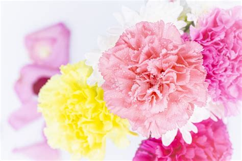 Pink Carnations Flower For Mother`s Day Stock Image Image Of Mothers