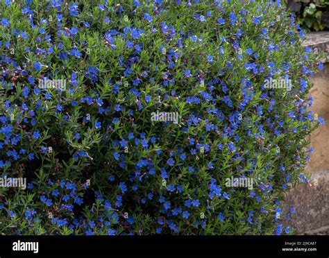 Lithodora diffusa 'Heavenly Blue' Stock Photo - Alamy