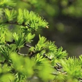 Japanese Larch Plants Sapling Trees For Sale Ashridge