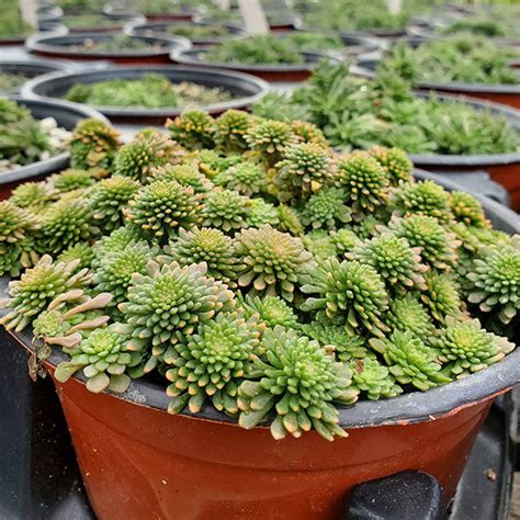 Cliff Stonecrop Sedum Glaucophyllum Monticello Shop