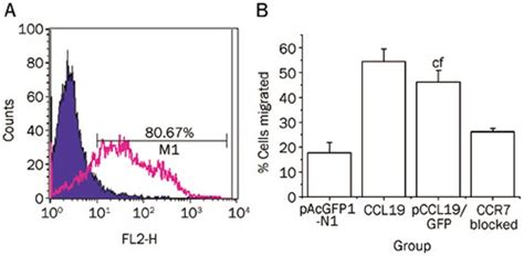 Chemotactic Activity Of CCL19 On Mature Dendritic Cells A Bone