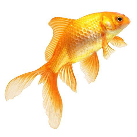 Real Fish Png Transparent Image Png Mart