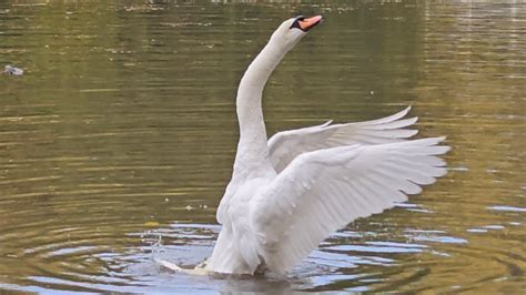 New Mute Swan Cob Doing His Territorial Grunting Youtube