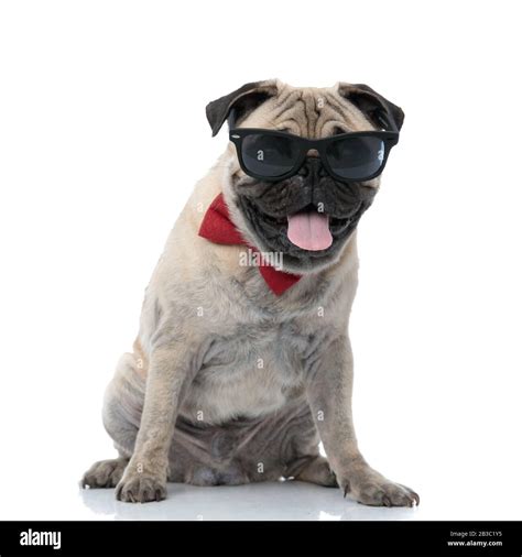 happy pug wearing sunglasses, bowtie, panting and sticking out tongue ...