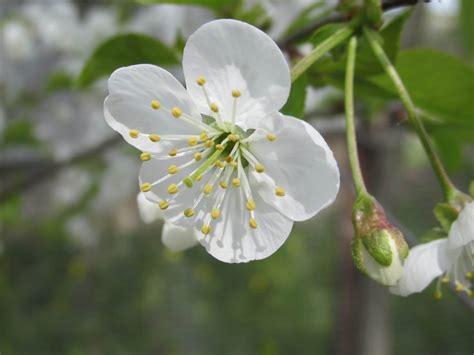 Prunus Avium