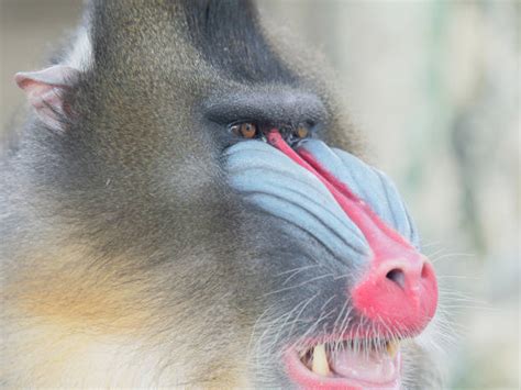 100+ Mandrill Teeth Stock Photos, Pictures & Royalty-Free Images - iStock