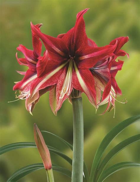 Amaryllis Ruby Star Grow Your Own Amaryllis T Pack Uk