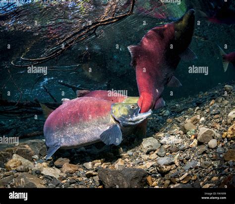 Male Sockeye Salmon Oncorhynchus Nerka Attacking A Competitor In An