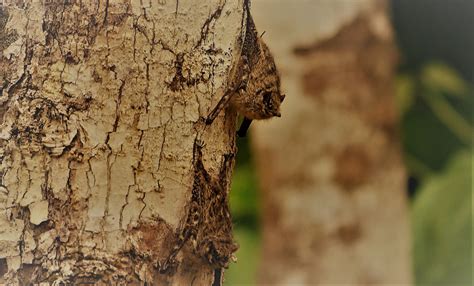 Mammals of the Yasuni - Yasuni Wildlife