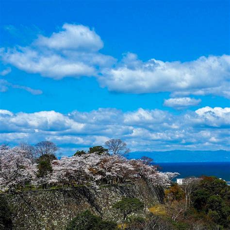 彦根城（さくら・屋形舟）滋賀県長浜市の観光・撮影スポットの名所 東海カメラマップ