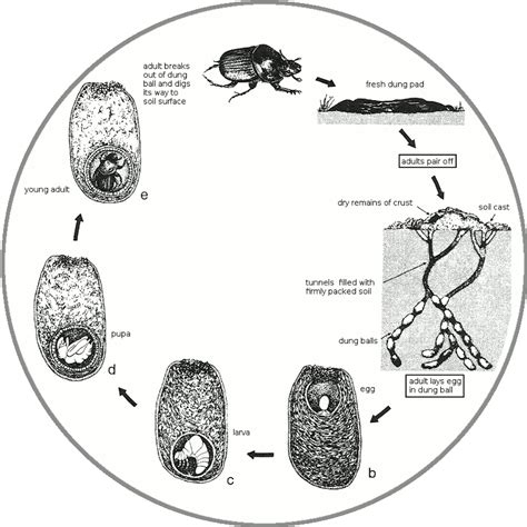 The life cycle of the Dung Beetle.