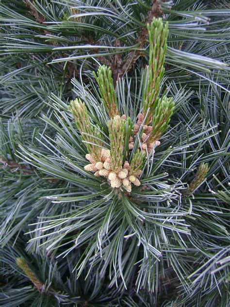 Vanderwolf Pine Steinkopfnursery Plants Evergreen Trees Front Yard