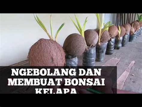 Ngebolang Dan Membuat Bonsai Kelapa Media Air Youtube