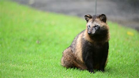 Raccoon Dog History Facts Size Habitat Classification And Much More