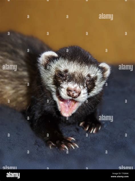 Funny ferret (Mustela putorius furo) is yawning with open mouth ...