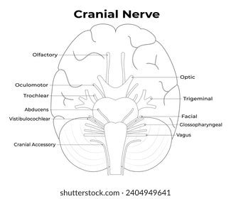 Cranial Nerves Vector Illustration Labeled Diagram Stock Vector