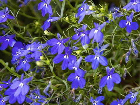 12 Of The Best Shade Annuals That Will Look Gorgeous All