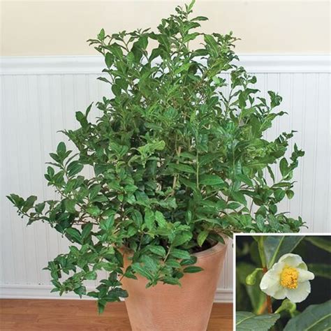 Tea Plant Camellia Sinensis Camellia Tea Plant For Sale At Logee S