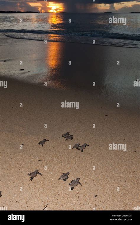 Hawksbill Turtle Hatchlings Are Released Into The Sea Eretmochelys Imbricata New Ireland