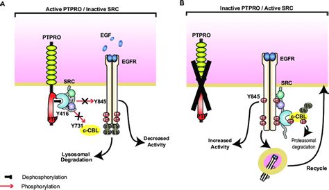 Ptpro Negatively Regulates Src Egfr Signaling A By Directly