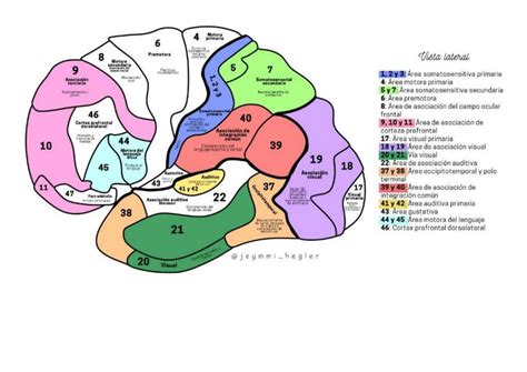 Áreas de Brodmann según su Función Barbara Castellano uDocz