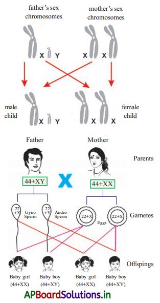 Ts Th Class Biology Important Questions Th Lesson Heredity And