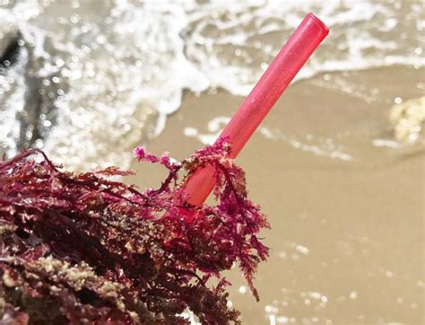 Коктейльные трубочки из водорослей начали делать на Гавайях - Recycle