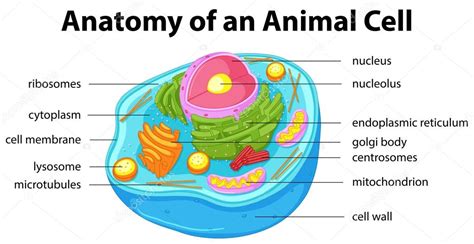 Diagram showing anatomy of animal cell — Stock Vector © interactimages ...