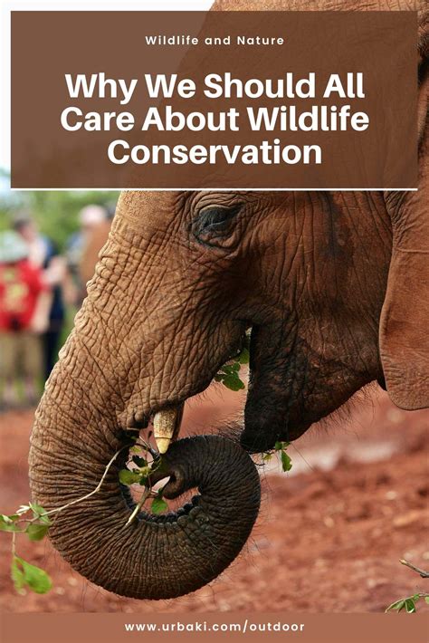Why We Should All Care About Wildlife Conservation - Urbaki Outdoor