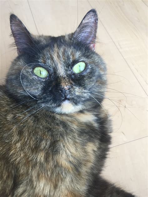 画家サルバドールダリの生まれ変わり荒ぶるおヒゲがユニークなサビ猫さんねこナビ