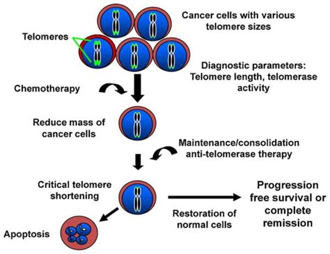 Role Of Telomeres And Telomerase In Cancer PMC