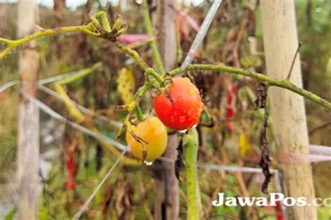 Harga Anjlok Buah Tomat Dibiarkan Membusuk Di Sawah Radar Banyuwangi