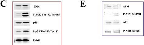 Figure From Quantitative Profiling Of Dna Damage And Apoptotic