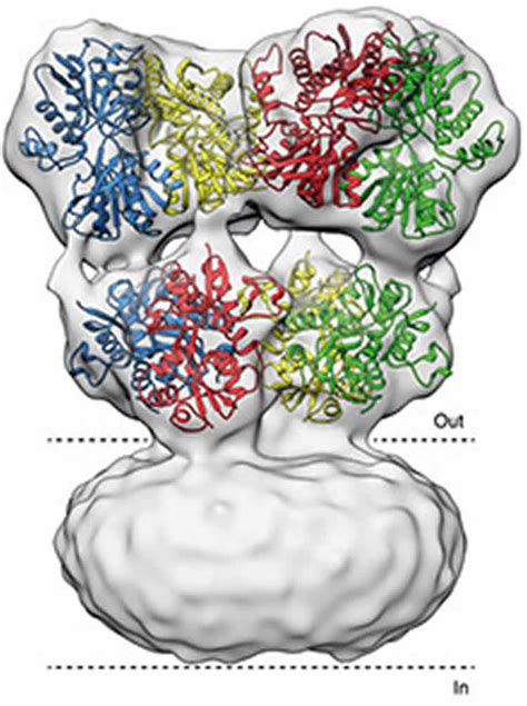 Structural States of a Brain Receptor Revealed - Neuroscience News