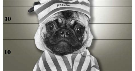 Good Pugs Gone Bad Pug Love Pinterest Animal Pug Pictures And