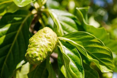 Rbol De Noni Morinda Citrifolia Una Fruta Medicinal Con Propiedades