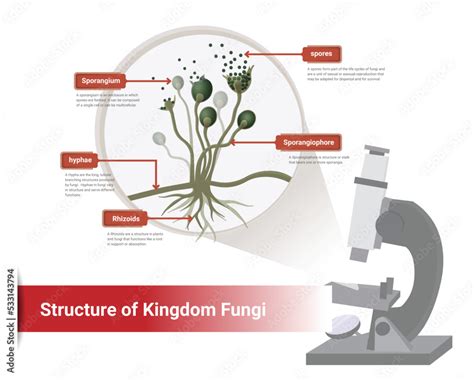 Molds Fungi Diagram