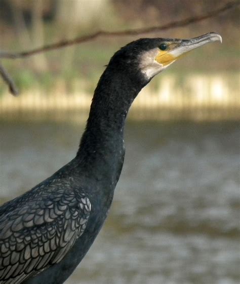 Cormorant Profile The Beautiful Great Cormorant Phalacroc Laura