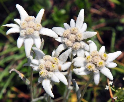 Sous La Cascade Bouquet Dedelweiss Bouquet Flower Garden Wild Flowers