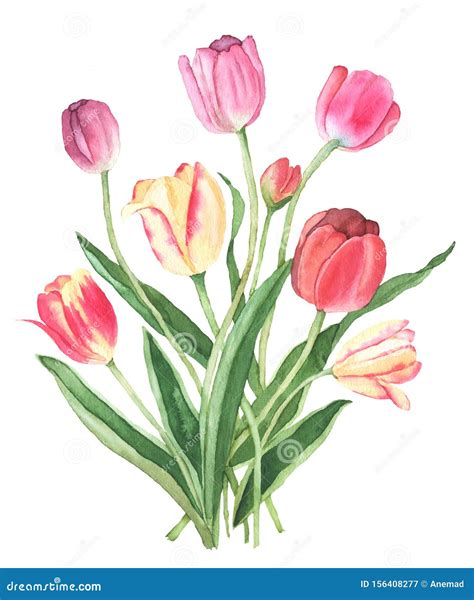 Colorful Tulips Watercolor Illustration Stock Illustration