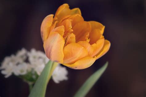 Free Images Blossom Leaf Petal Bloom Tulip Food Produce Yellow