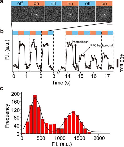 Monitoring the mechanical unfolding of a single DNA hairpin. (a ... 