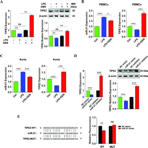 TIPE2 Is A Direct Target Gene Of MiR 21 A QRT PCR And Western Blot