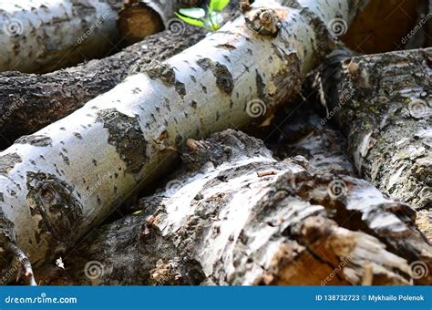 Closeup Of Firewood From Old Poplar With Rough White Bark Stock Image